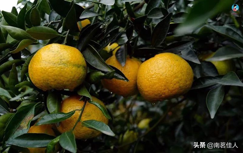 怎么辨别真假陈皮的功效,怎么辨别新会陈皮的真假