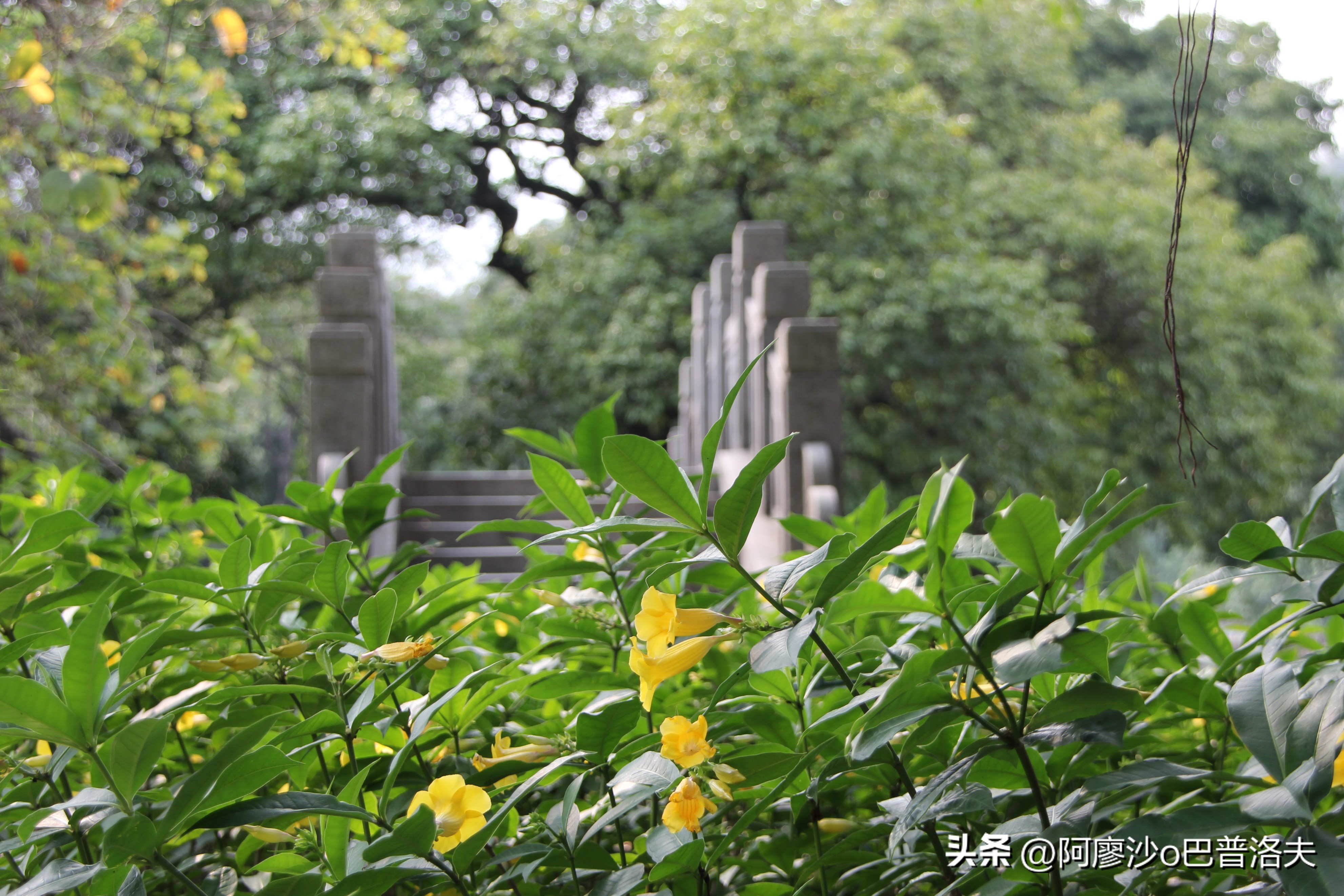 苹果12pm拍摄视频比12更好吗,佳能550d和iphone14拍摄对比