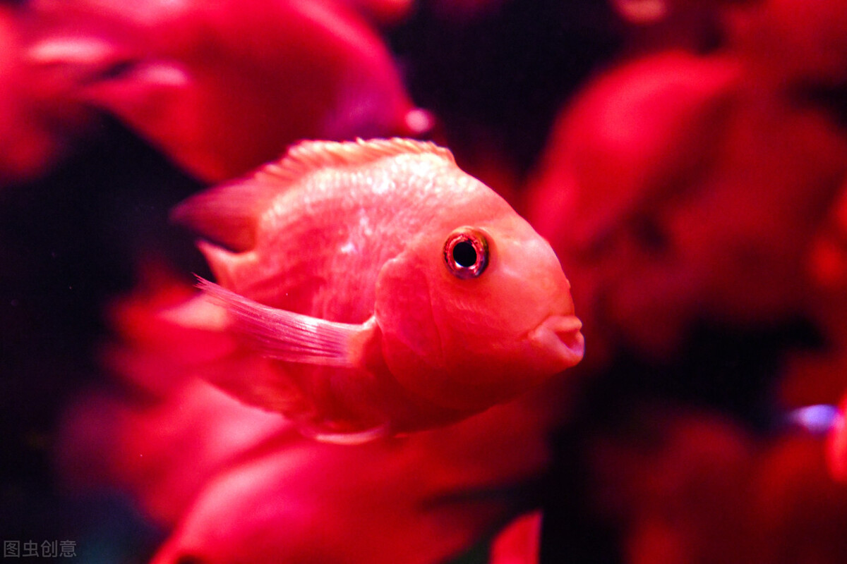 祝福朋友们虎年大吉年年发大财,祝福大家虎年大吉年年发大财