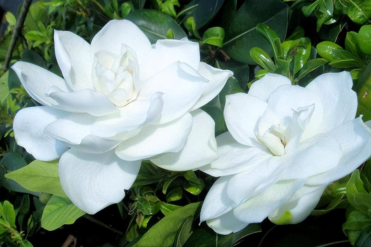 爱干净的人，家里别养4种“脏脏花”，会招虫子，越养越烦