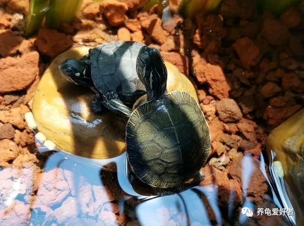 半年不用打理的养龟方法,怎样养龟水才不容易臭又不用换水