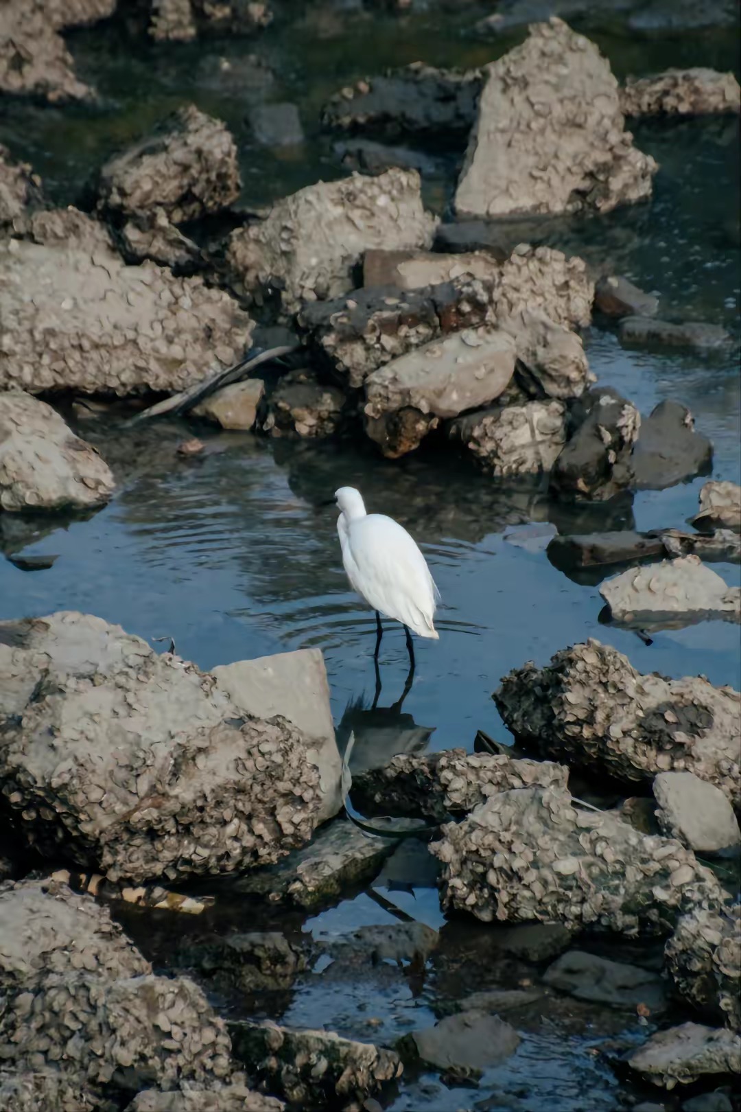 单反佳能50d发售价,单反入门基础教程佳能50d
