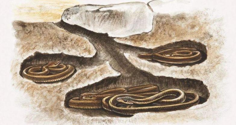 天气太热蛇被晒死,高温天气蛇会出来吗