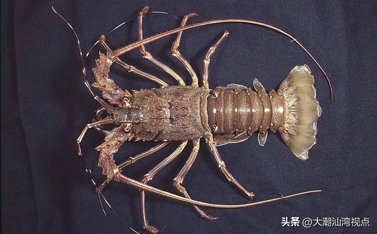 世界上各种龙虾视频介绍,世界各种龙虾价格