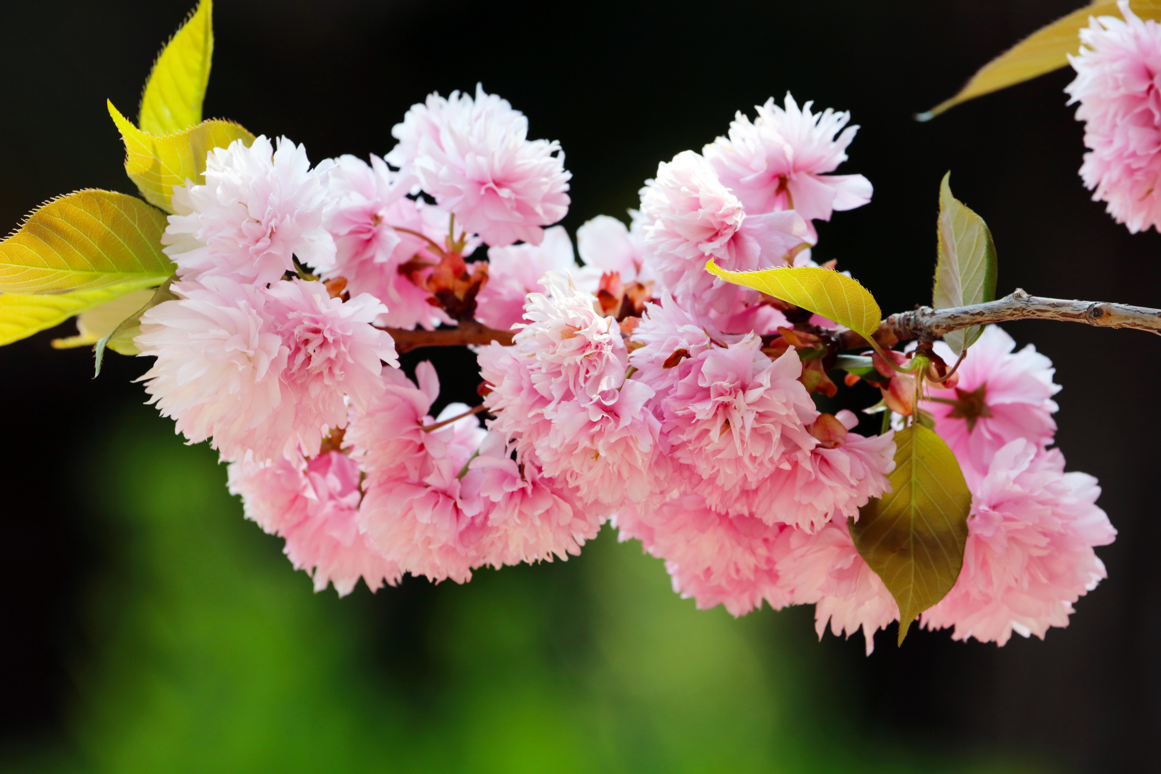 最美五四青年节的图片,五四青年节祝福动图表情