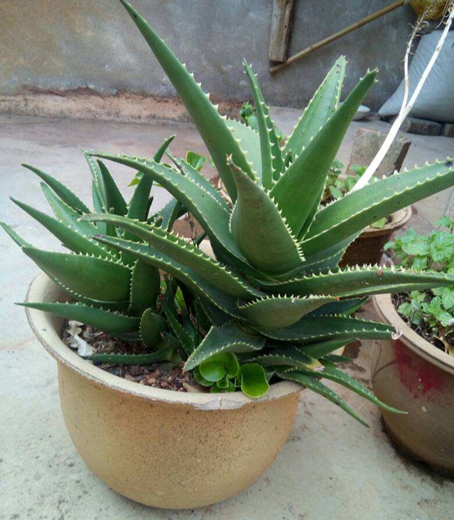 喜欢养花的人都会养什么花,喜欢养花的能不能养猫