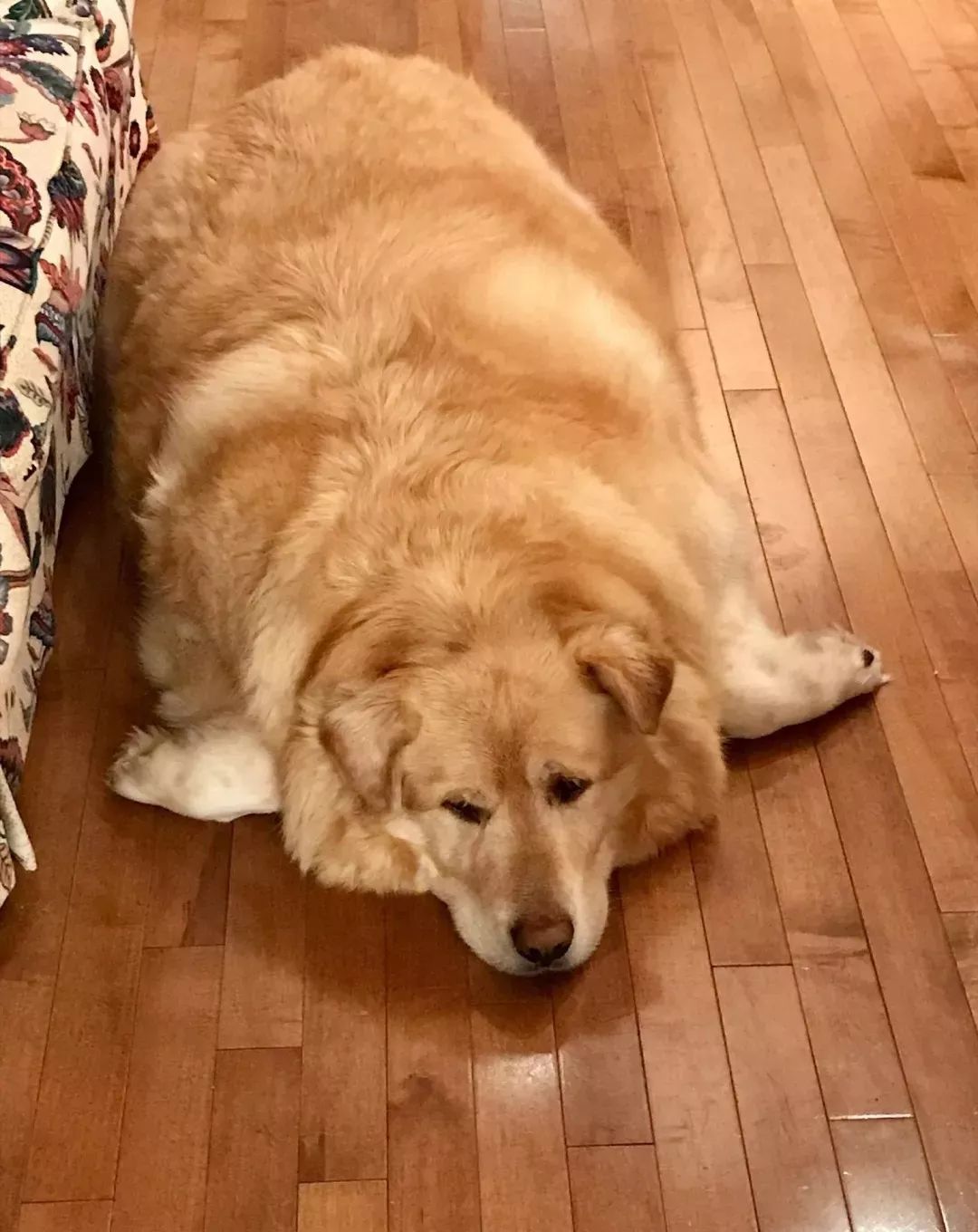 金毛太胖了有什么坏处吗视频,金毛犬太胖