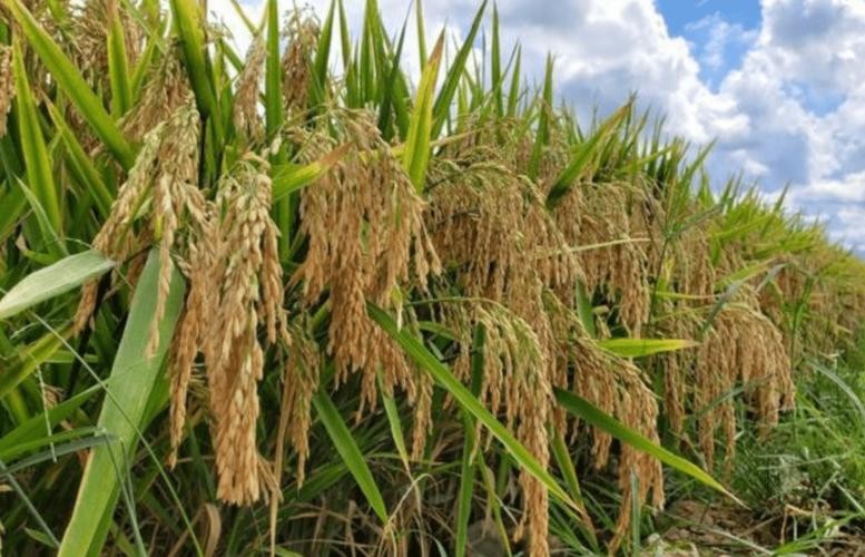 米糠营养价值研究,农业技术益处