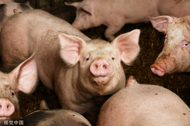 猪严重气喘又不吃料用什么药,猪喘气不畅最佳治疗方案