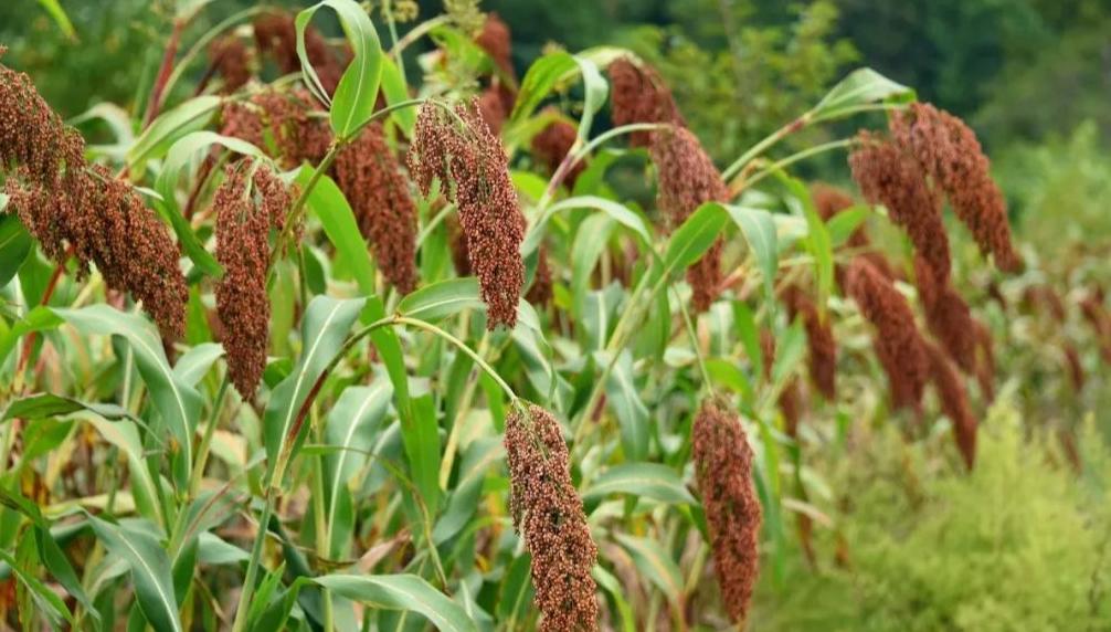 同样是酒茅台为什么这么贵,烟酒店和超市的酒有区别吗