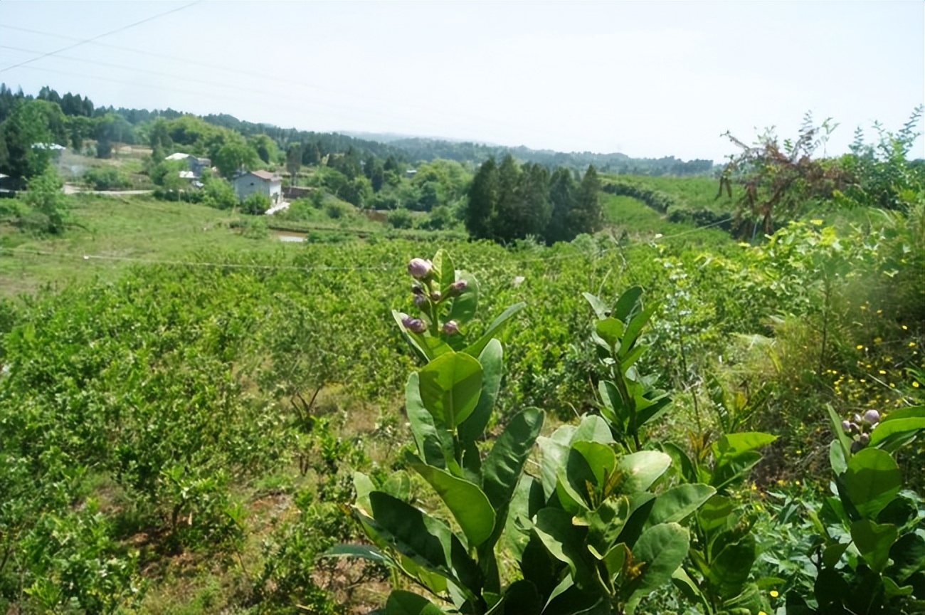 金佛手是招财的吗,金佛手福寿延绵