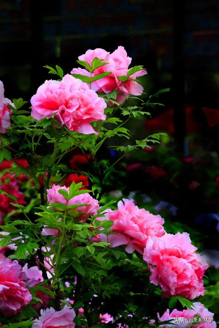 要如何涨粉才快,怎样快速涨粉涨关注