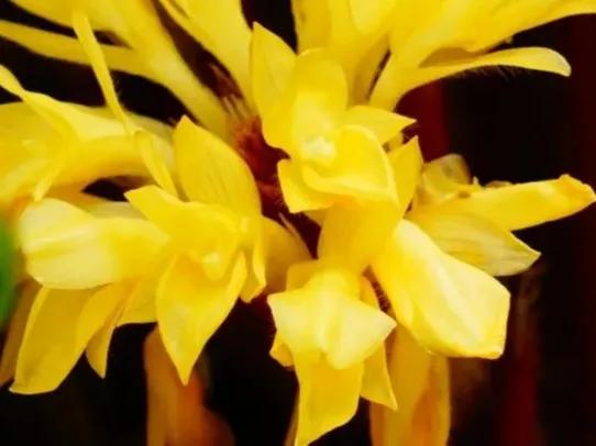 罕见漂亮的鲜花,全球最漂亮的鲜花