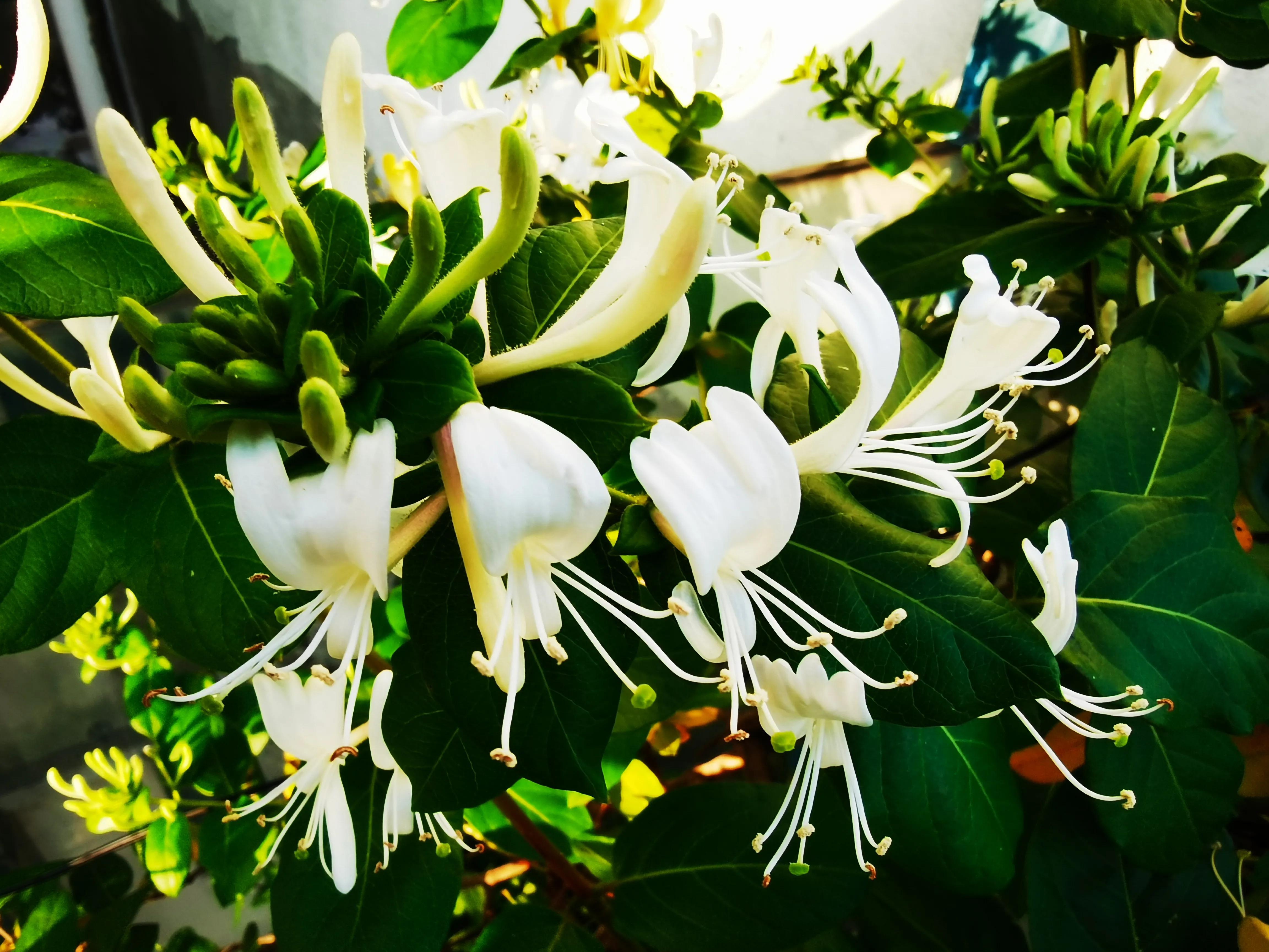 名副其实的花茶,名副其实的乌梅干