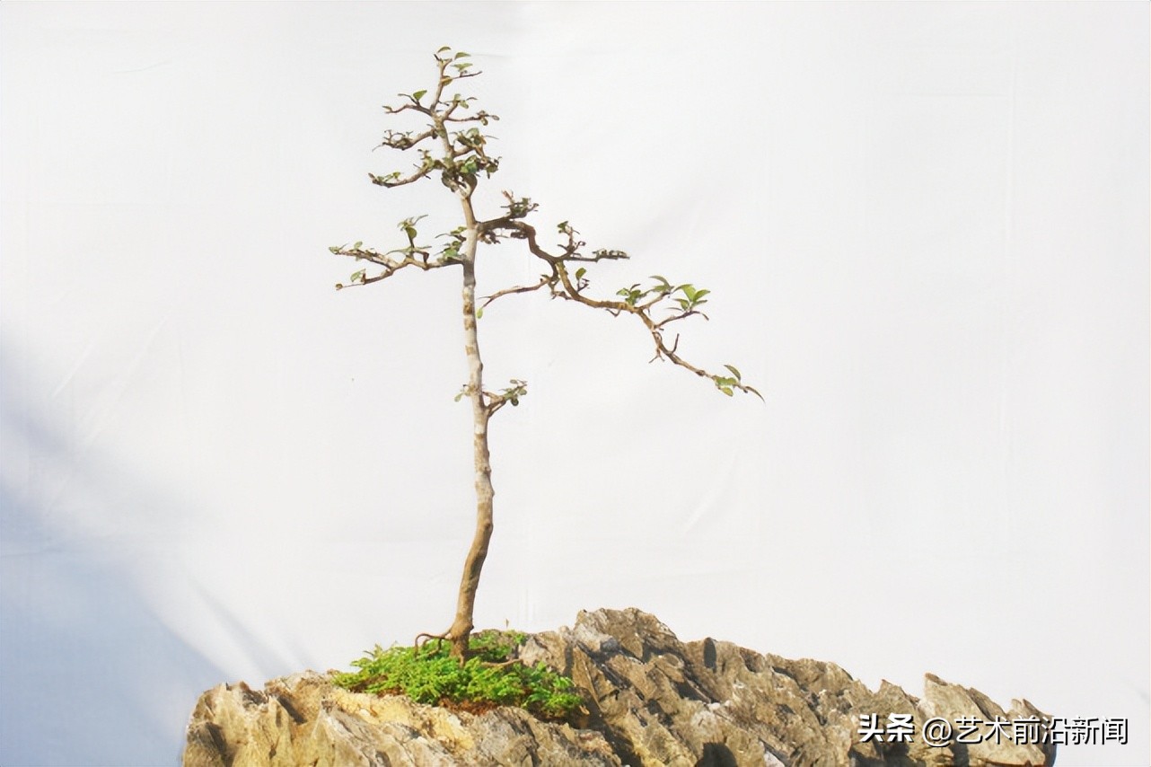 「艺术前沿」胡庆魁的木石人生