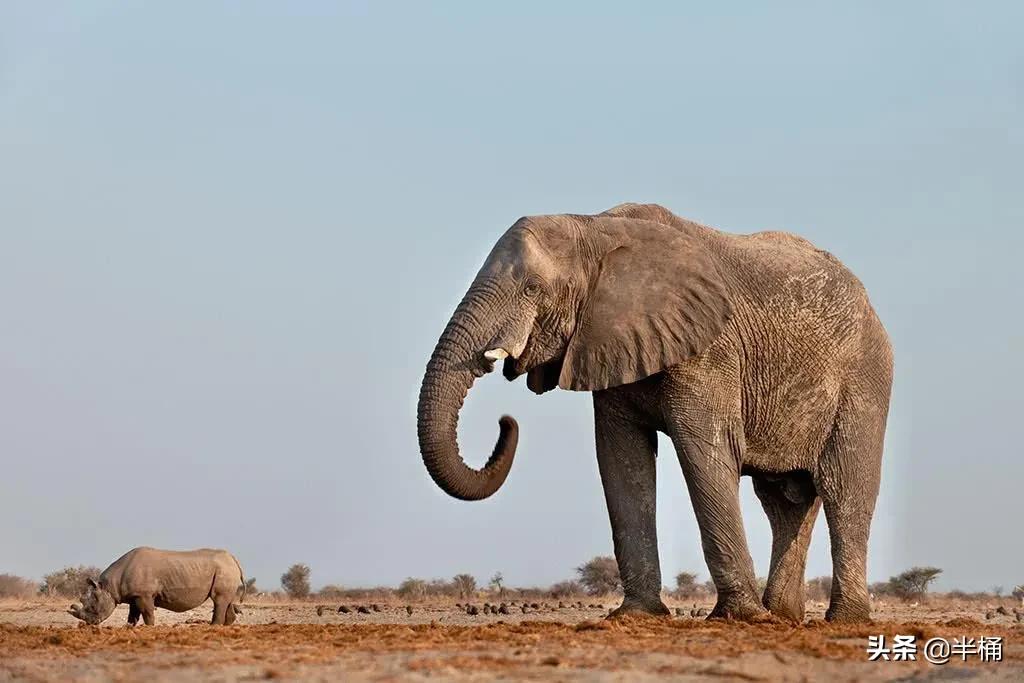 为什么不能招惹发情期的大象,大象发情期是什么样的