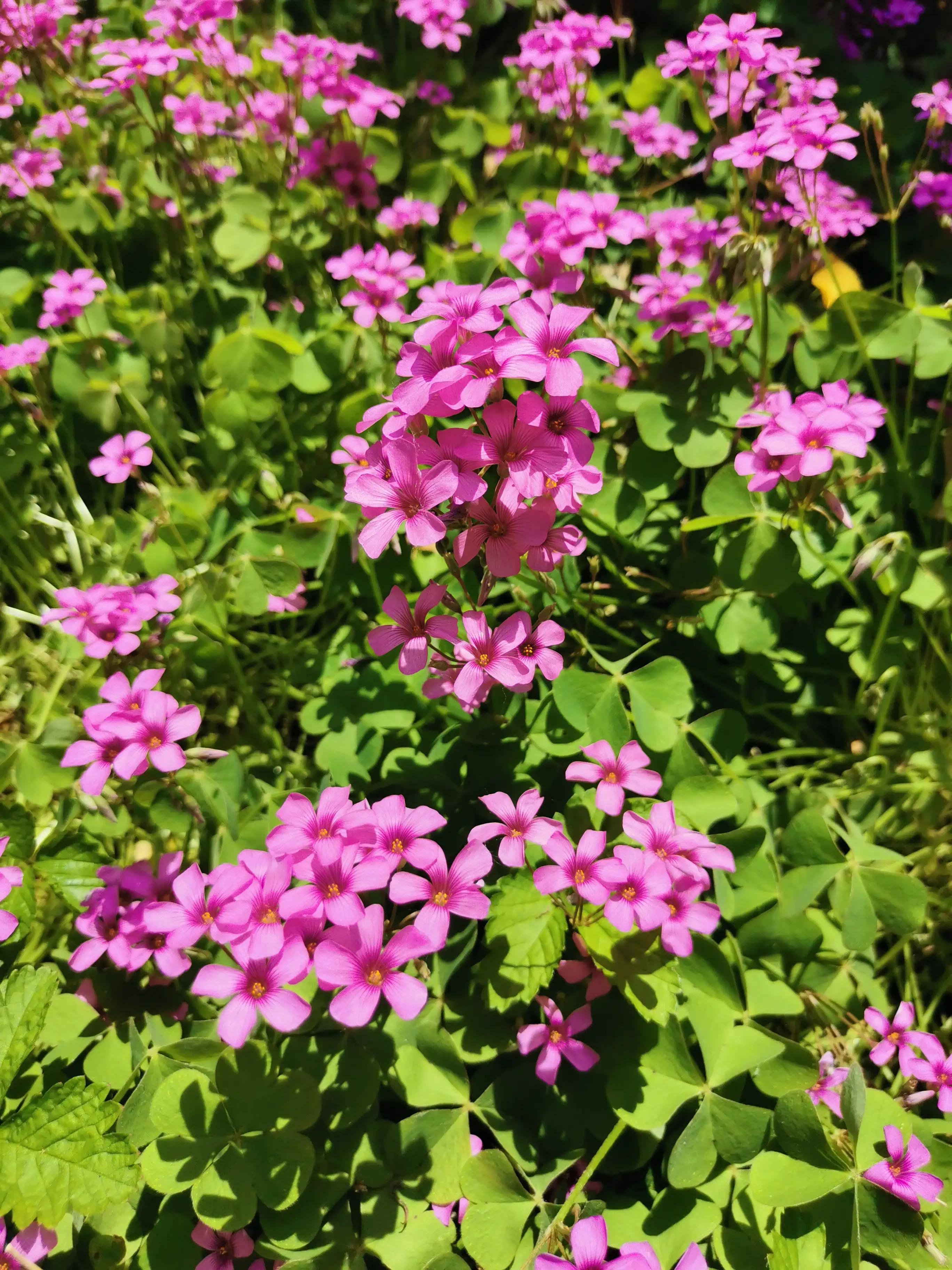 日本甜柿子几年挂果,日本甜柿子栽培技术