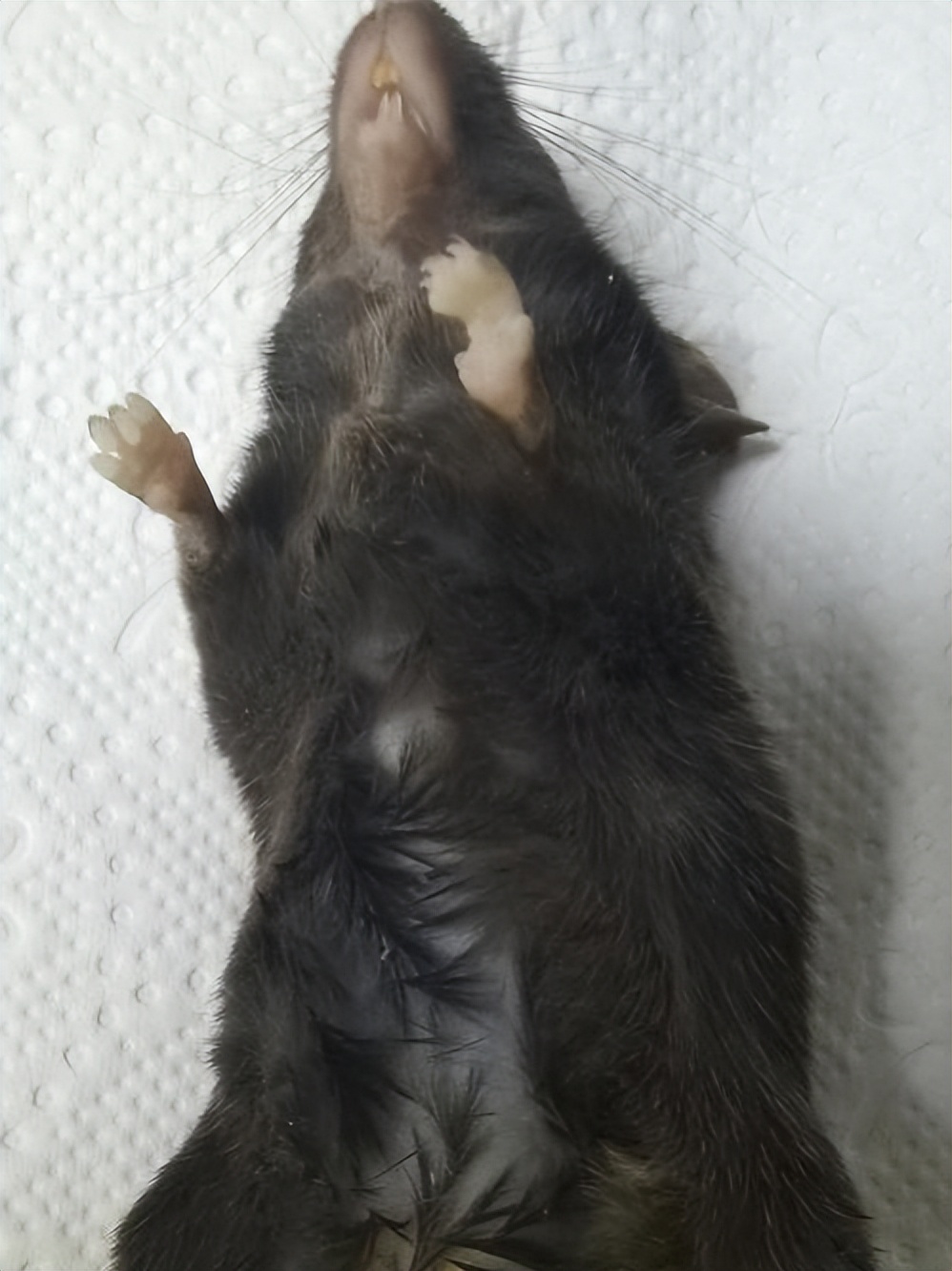 小鼠急救方法,小鼠突然没有活力怎么办