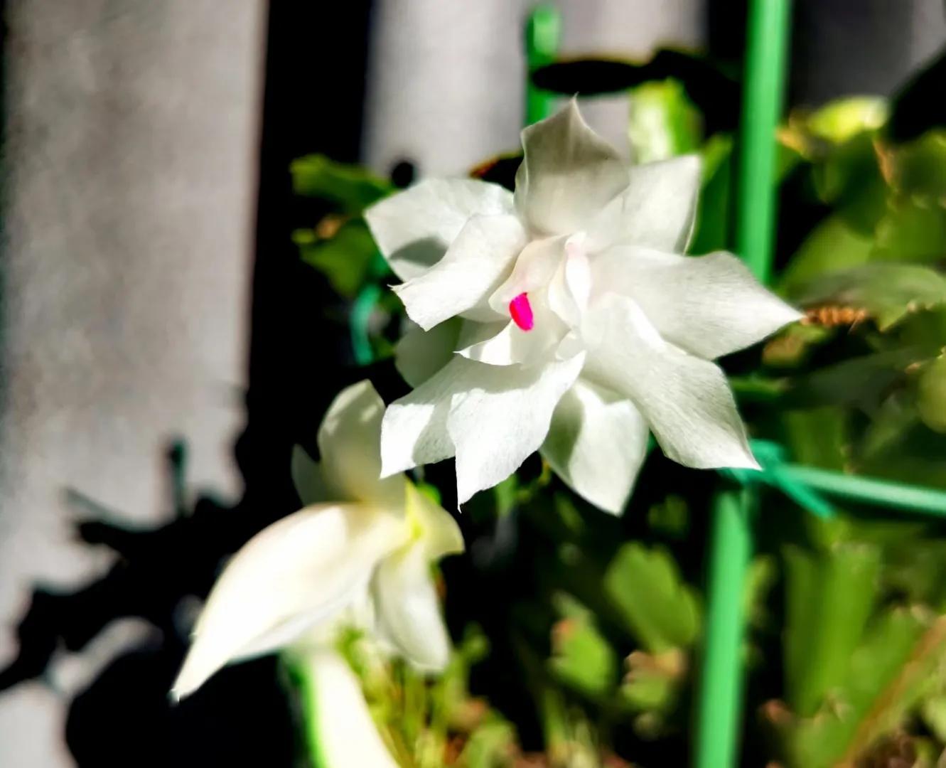 京城黑社会电影,京城黑社会电视剧