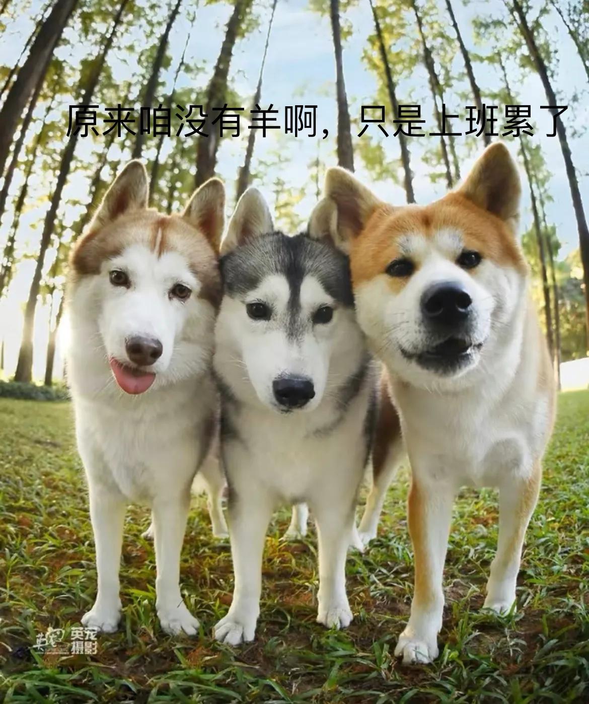 幽默笑话昨晚我梦见你了,关于已婚的幽默笑话