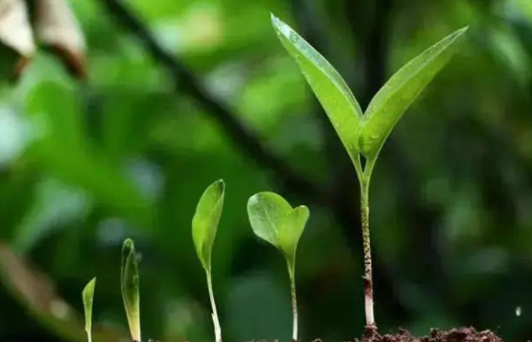 植物只长叶子不生根,植物不长新叶子是怎么回事