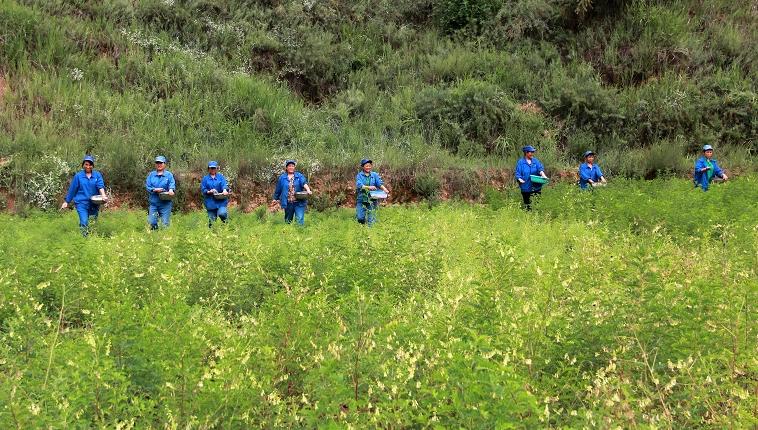 黄芪种植技术和方法,黄芪种植技术和管理方法