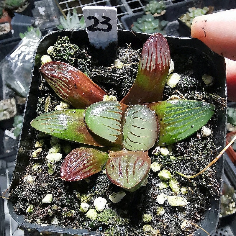 花看久了也厌了什么意思,花看腻了怎么办