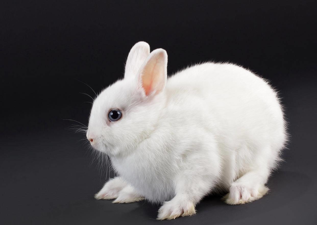 兔子有点打喷嚏买点什么药,兔子有点打喷嚏怎么回事