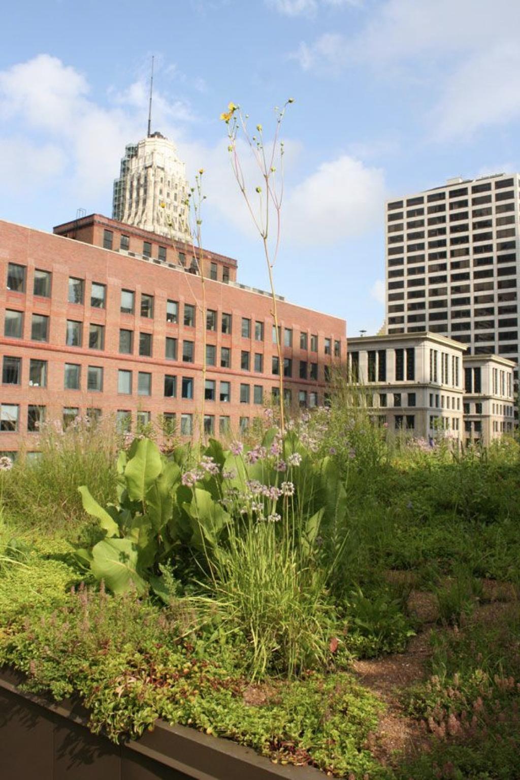 屋顶适合建设哪种绿色屋顶,绿色屋顶建筑