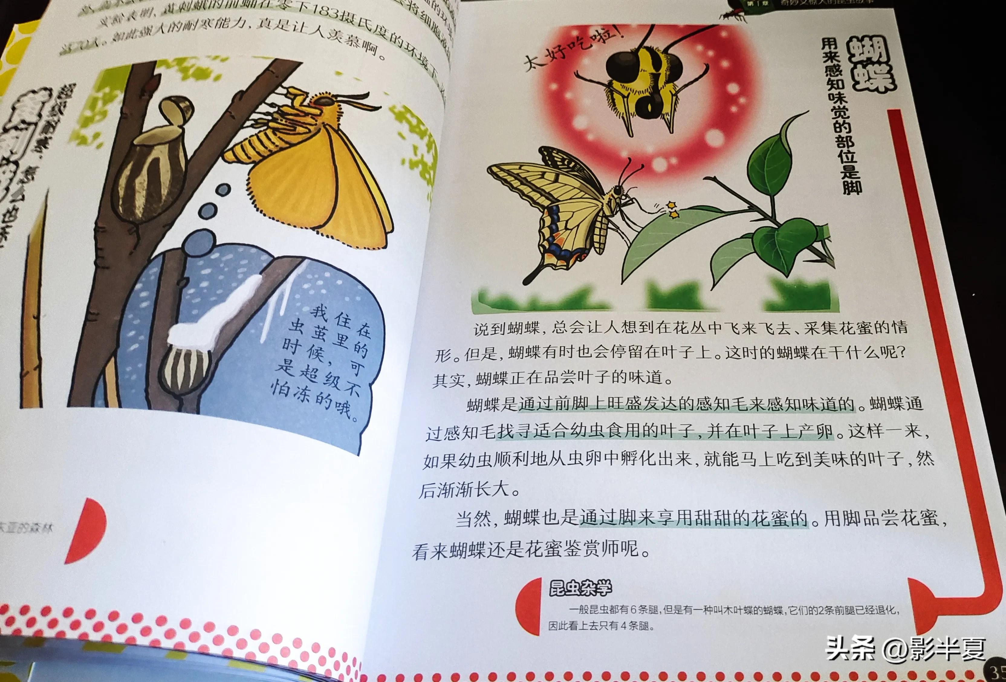 关于昆虫图鉴的书,神奇的昆虫书