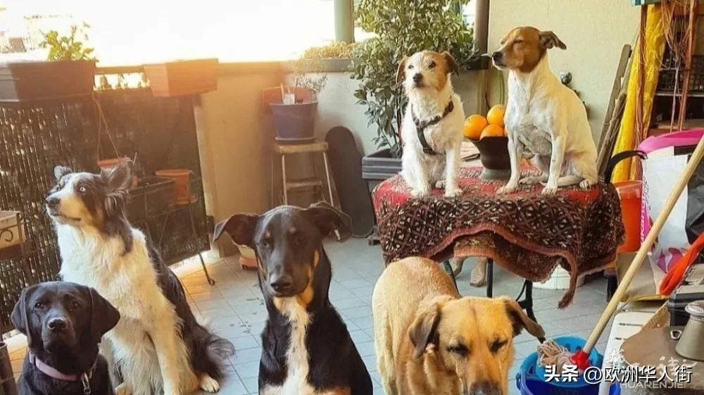 意大利保姆工作怎么样,在意大利当保姆