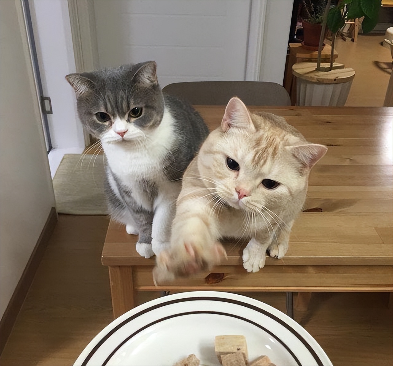 猫咪取名有多离谱,猫咪取名招来好运气