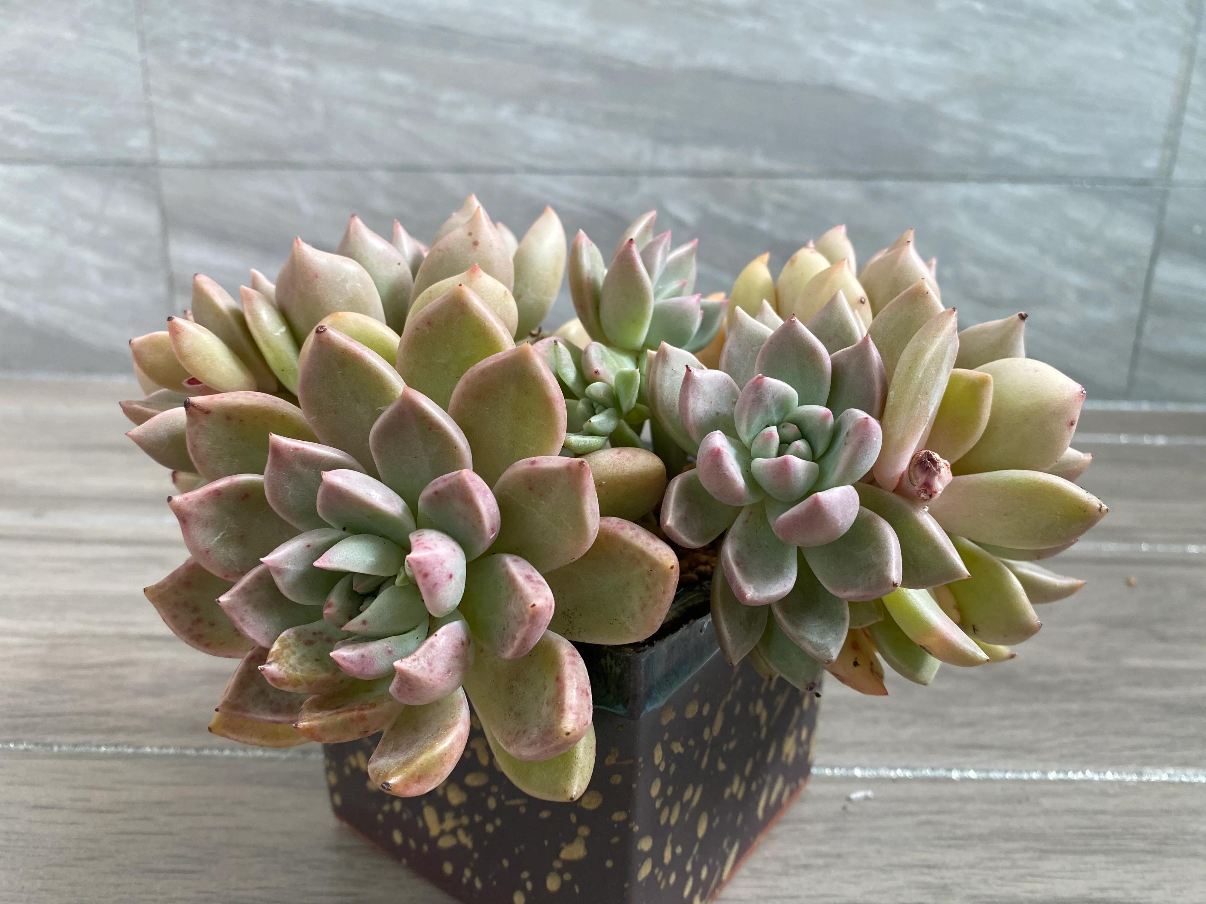 五月的颜色作文,五月的颜色对照表