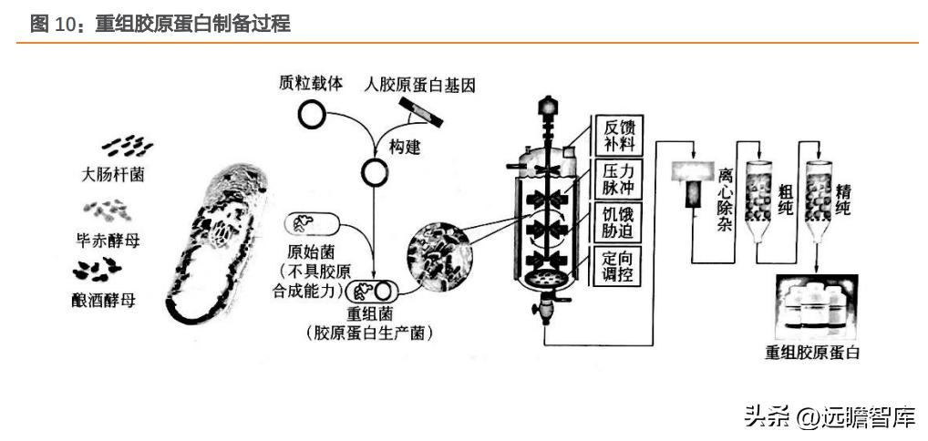 巨子生物重组胶原蛋白,巨子生物三型胶原蛋白获批