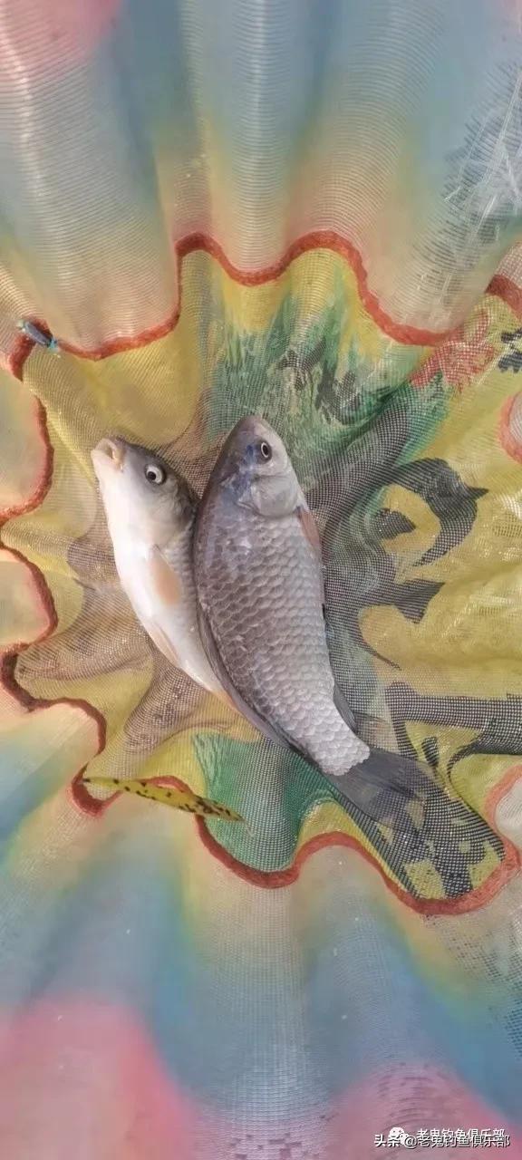 鲜蚯蚓拉饵钓罗非,鲜蚯蚓拉饵效果实测