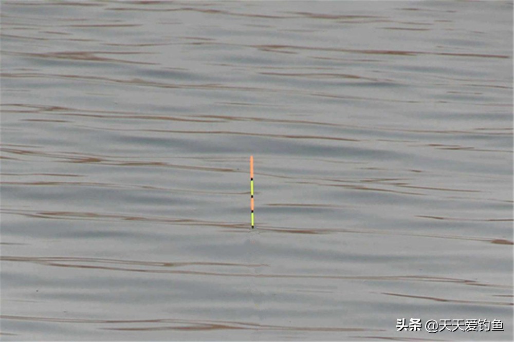 手竿浮钓鲢鳙怎样快速调漂,手竿钓鲢鳙浮漂怎么调深度