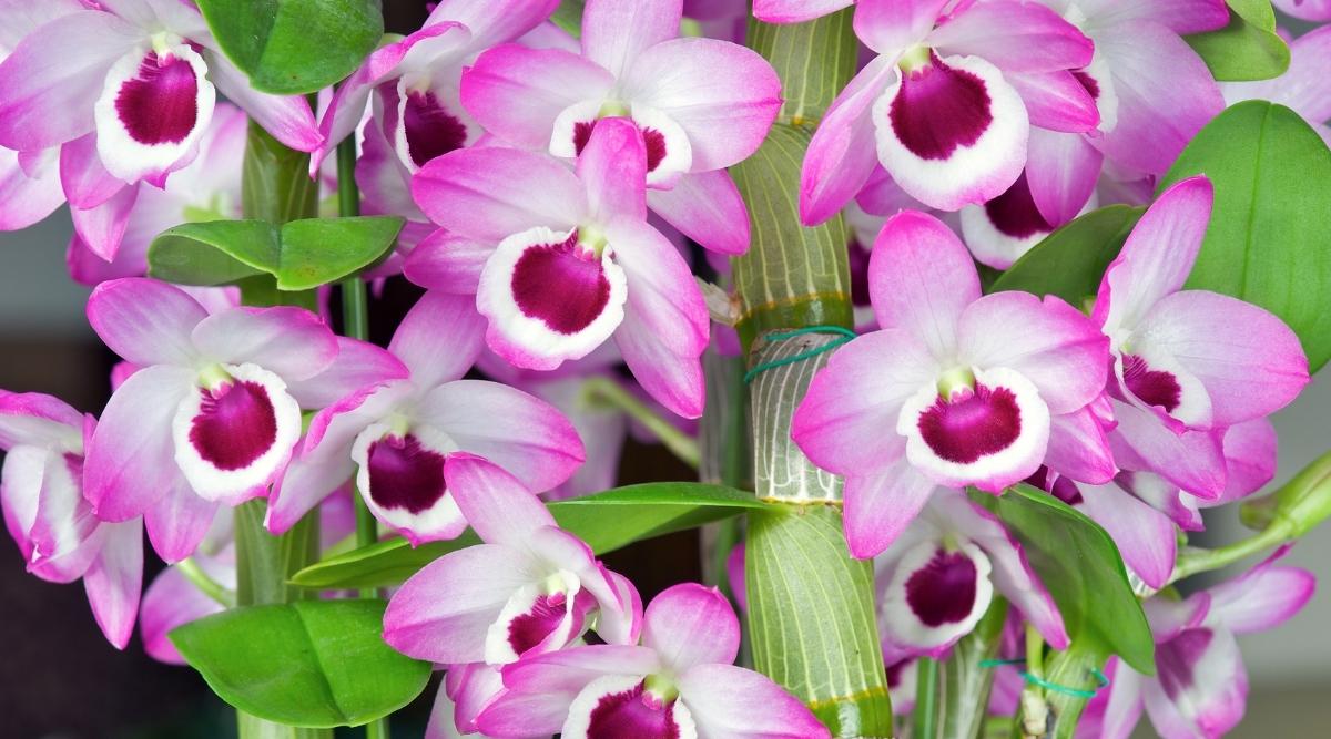 花色艳丽的兰花有哪些品种,最有观赏性的兰花品种