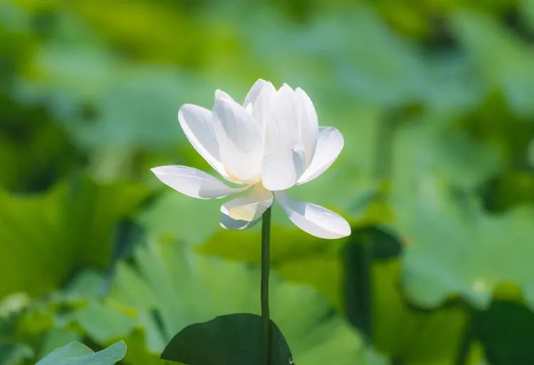 兔年取什么名字最好,兔年宝宝名字推荐