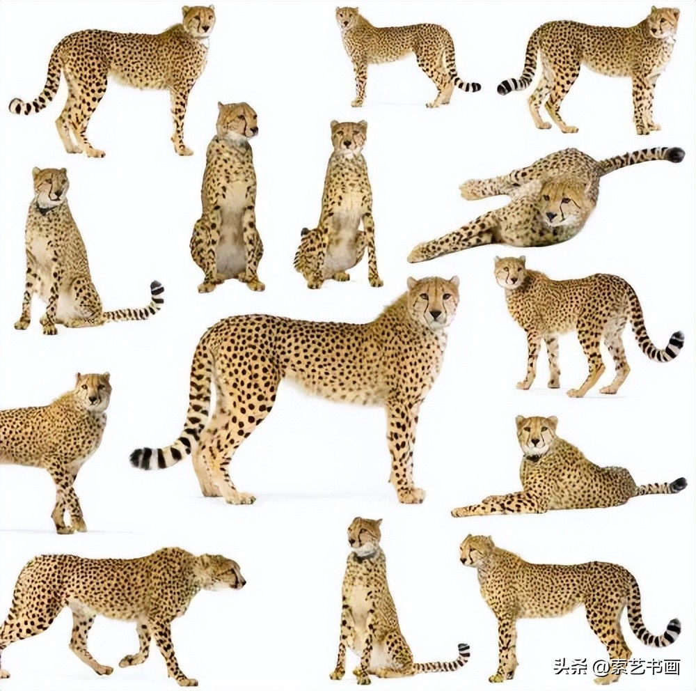 冬眠的小动物创意美术教学,幼儿美术丛林里的狮子美篇