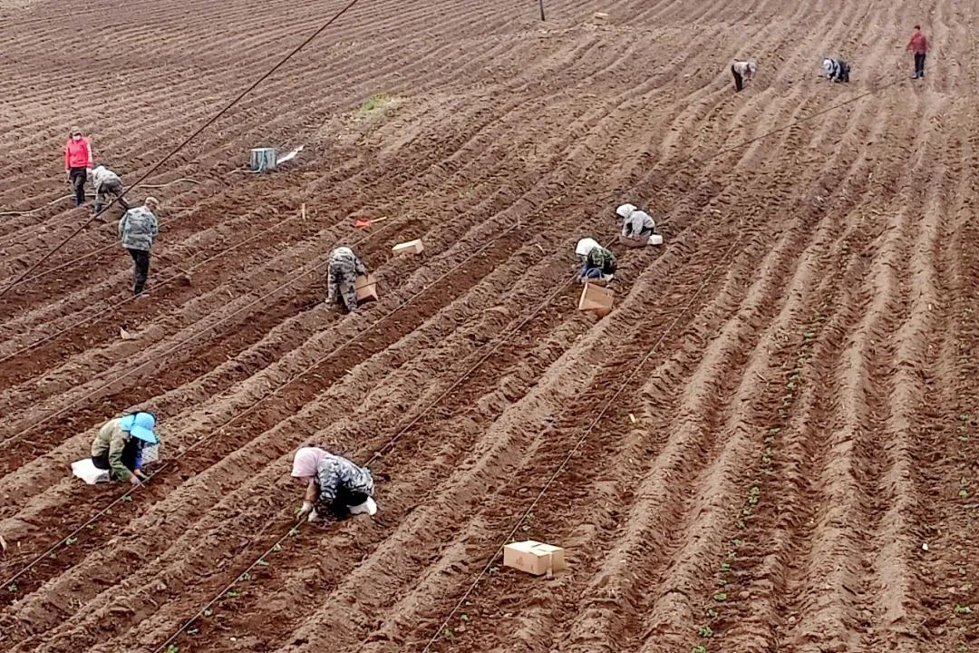 小红果变身“红宝石”,辉南石道河镇培育发展特色产业