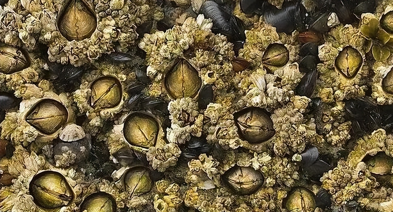 中国人吃藤壶,哪个地方的人吃藤壶