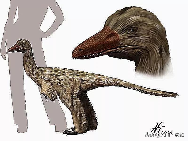 有翅膀的恐龙大全有图片有名字,带羽毛的恐龙名字及图片