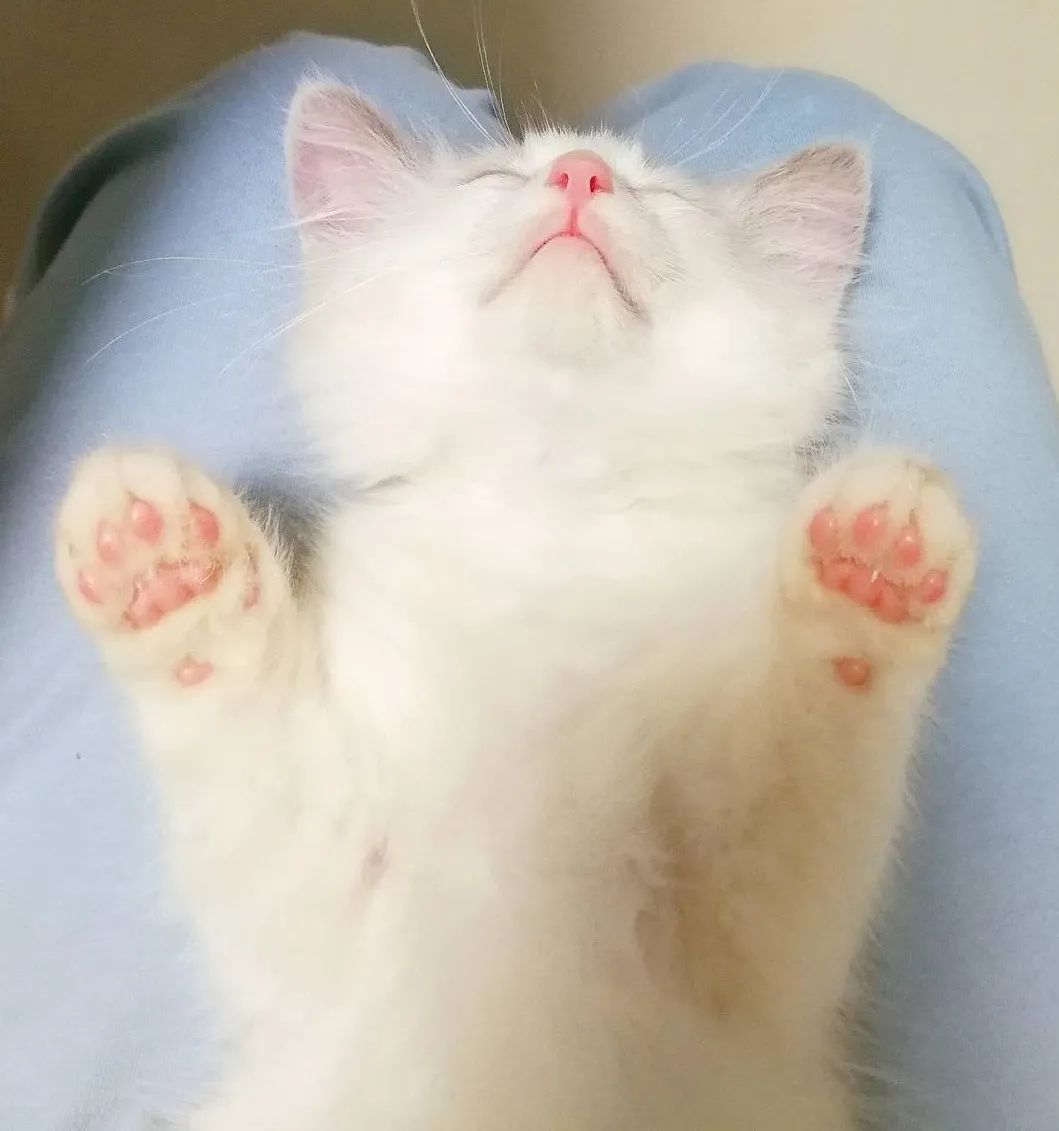 猫咪脚肉垫发黑脱皮干裂,猫咪肉垫烂了脱皮出血怎么办