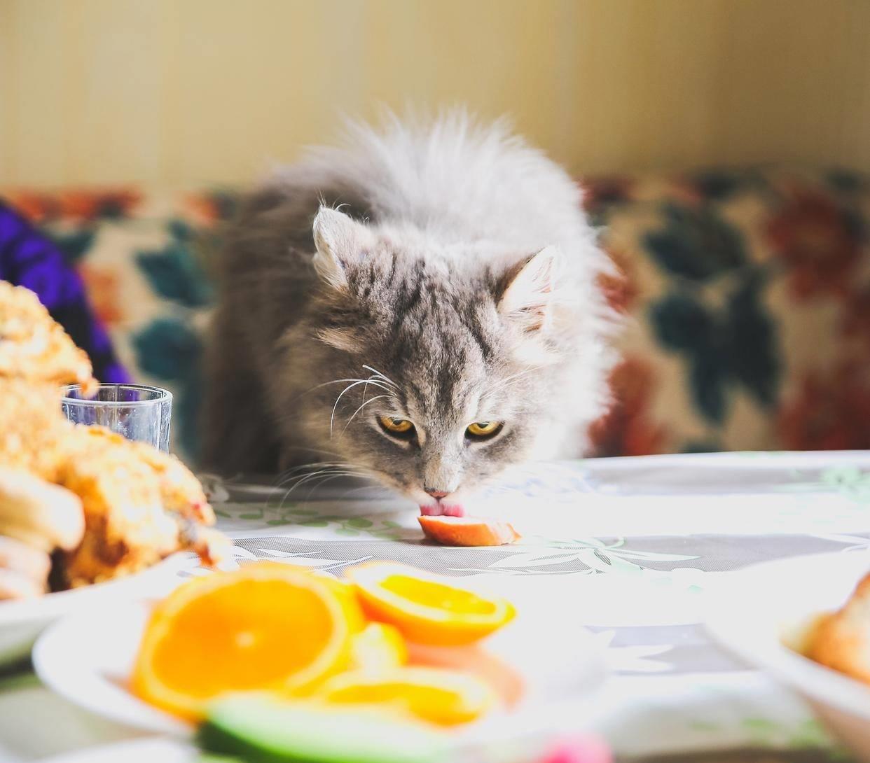 猫咪的黑下巴用什么药治疗,猫咪的黑下巴怎么治好得快