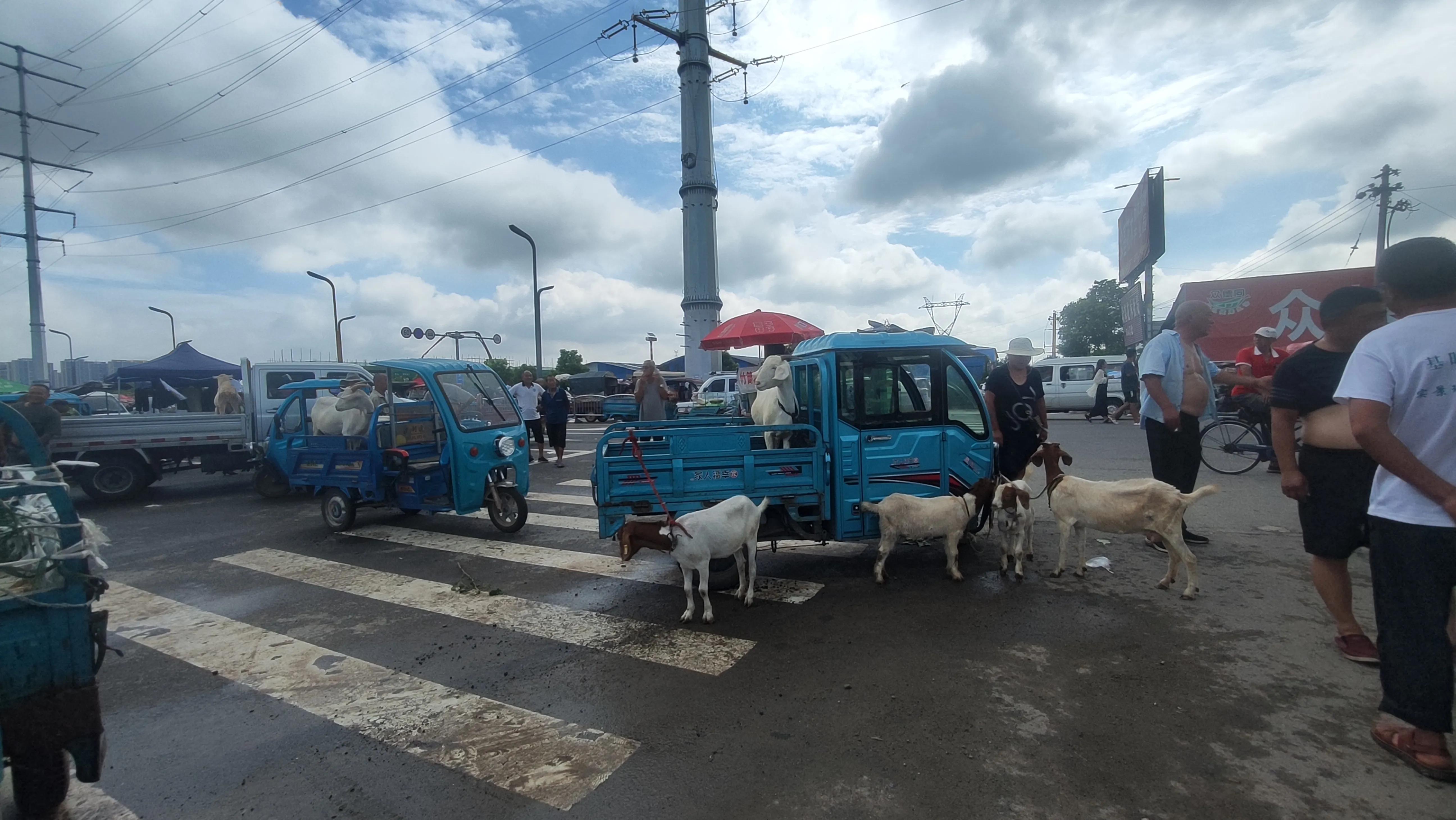 很多人都觉得养羊很难，其实养羊就三种病，看透了，养羊就很简单