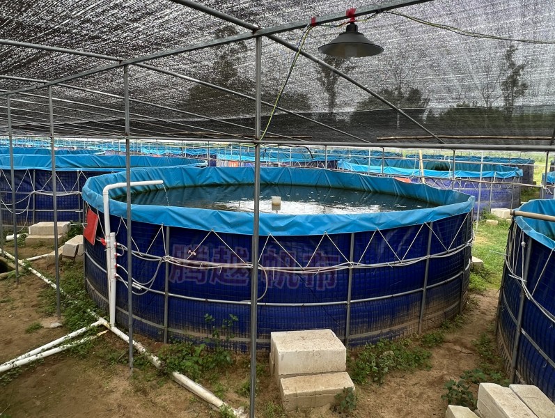 养鱼池养鱼的密度是多少合适呢,帆布鱼池养黄骨鱼高密度养殖