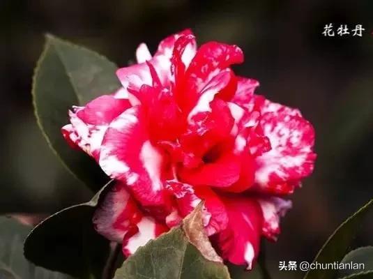 山茶花纯音乐,山茶花