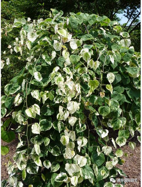 南方人爱不够的紫荆花，北方人懵了：“这哪儿是紫荆花啊？”