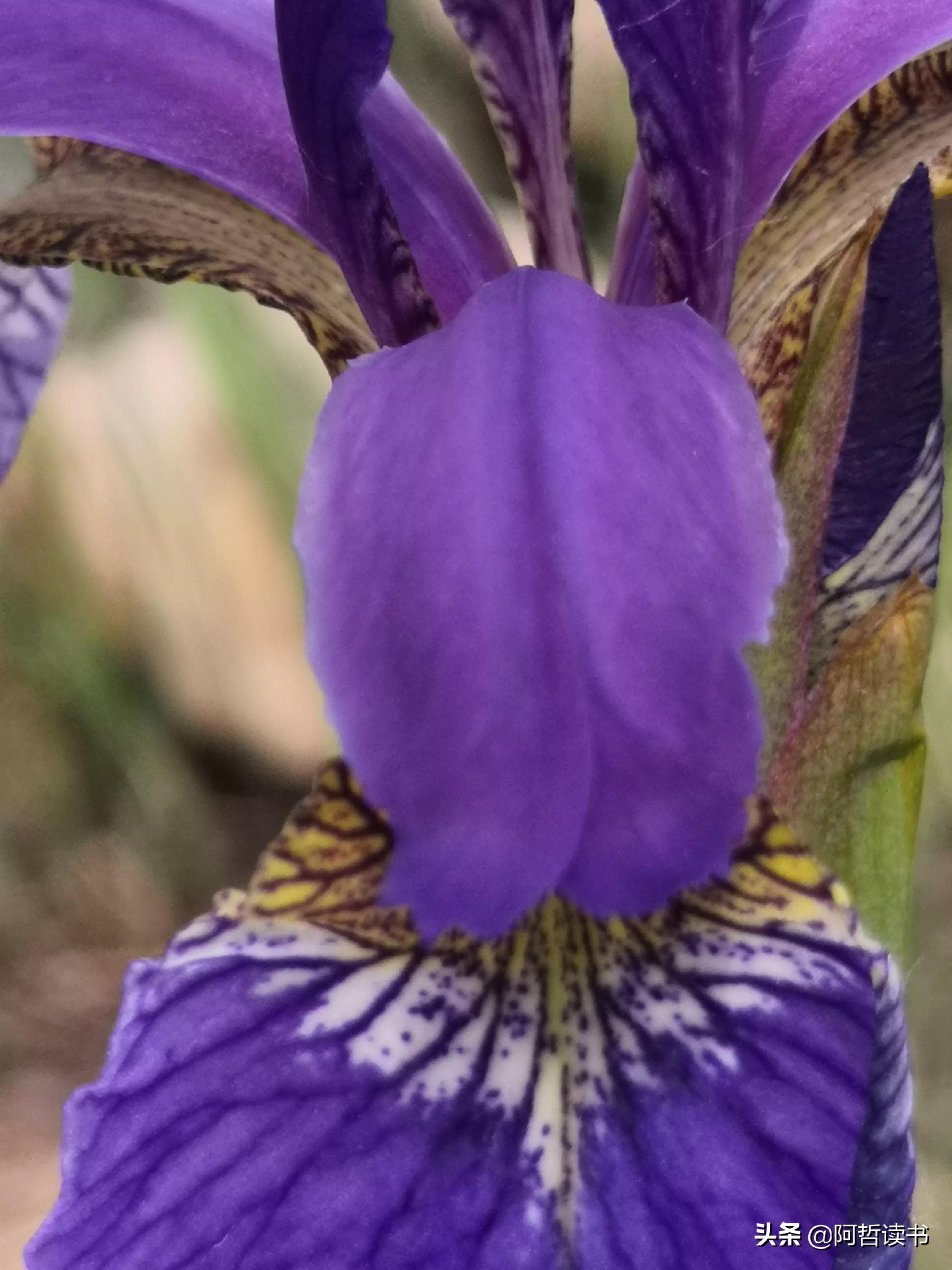 婀娜多姿鸢尾花,鸢尾花婀娜多姿