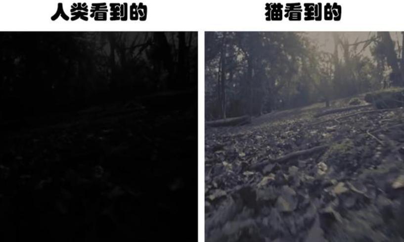 为什么猫不怕蛇专家终于说出真相,猫为啥敢抓蛇的原因有哪些